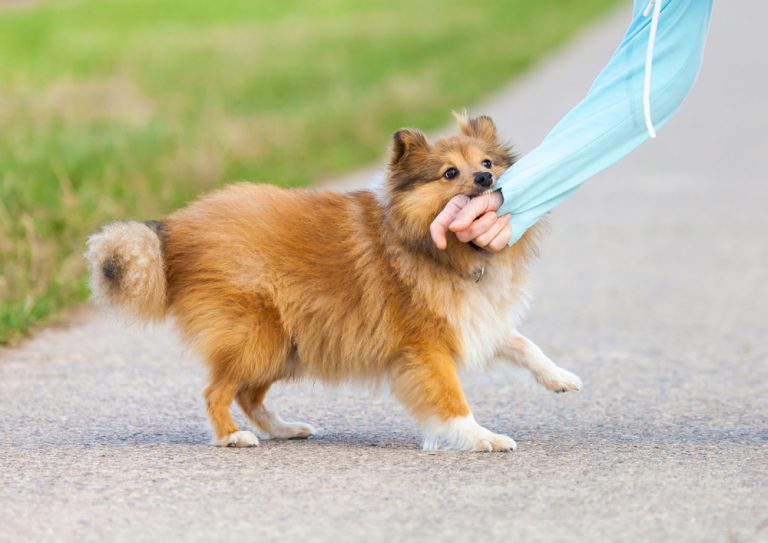 Hund reißt am Arm - Hundehalterhaftpflichtversicherung
